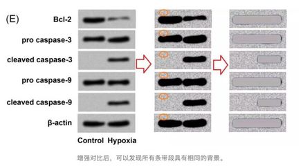 触目惊心的“论文工厂” 计算机软件开发领域的信任危机与技术外包路径依赖 |
